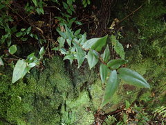 Metrosideros parkinsonii