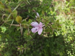 Angiospermae