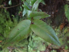 Metrosideros parkinsonii