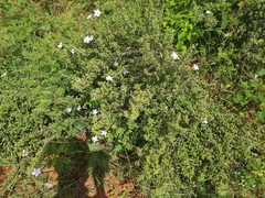 Angiospermae