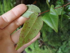 Metrosideros parkinsonii
