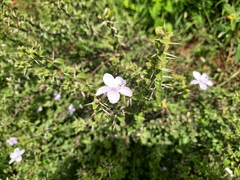 Angiospermae