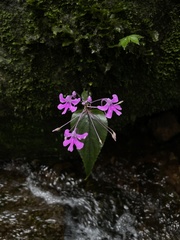 Impatiens scapiflora