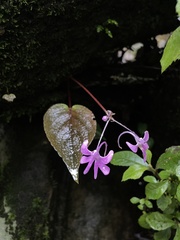 Impatiens scapiflora