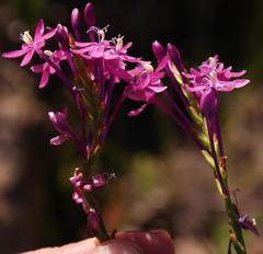 Thereianthus minutus