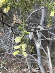 Acacia verticillata verticillata