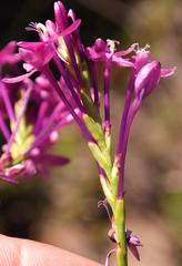 Thereianthus minutus