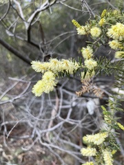 Acacia verticillata verticillata
