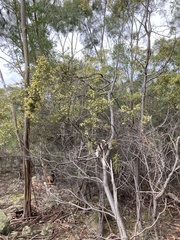 Acacia verticillata verticillata