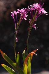 Thereianthus minutus