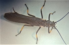 Austroperla cyrene