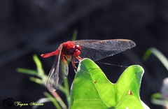 Crocothemis servilia