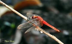Crocothemis servilia