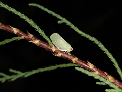 Acanalonia clypeata