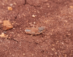 Orthoptera