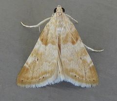 Hellula aqualis