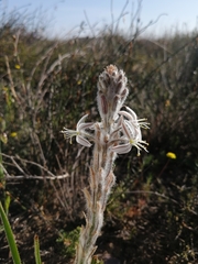 Trachyandra hirsutiflora
