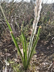 Trachyandra hirsutiflora