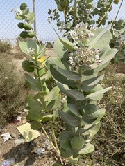 Calotropis procera