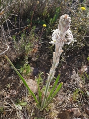 Trachyandra hirsutiflora