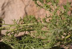 Ursinia abrotanifolia