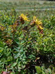 Hypericum richeri