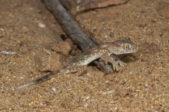 Stenodactylus leptocosymbotes
