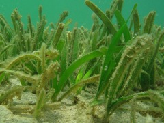 Cymodocea serrulata