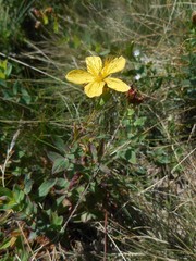 Hypericum richeri