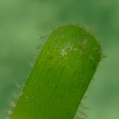 Thalassia hemprichii