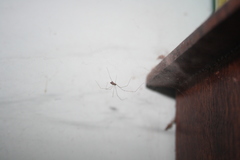 Pholcidae