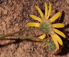 Ursinia abrotanifolia