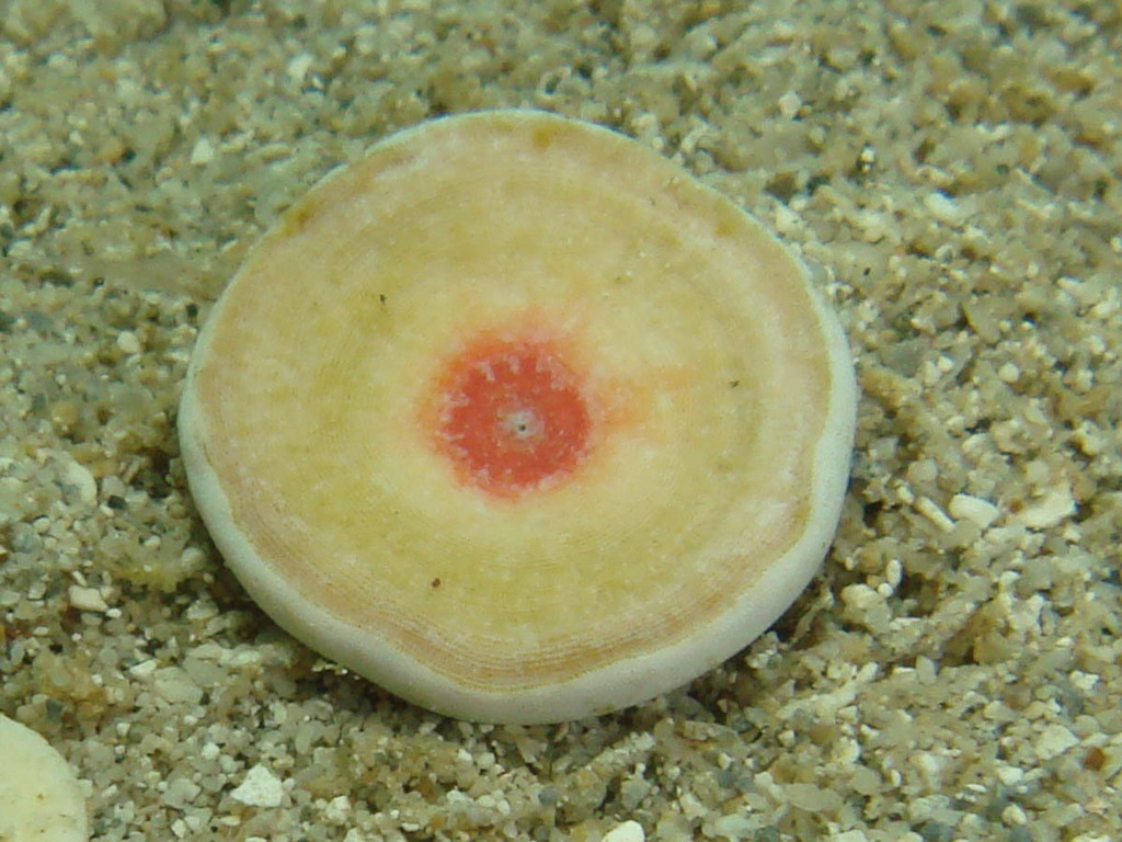 Marginopora
