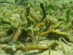 Callyspongia subarmigera