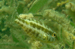 Lethrinus