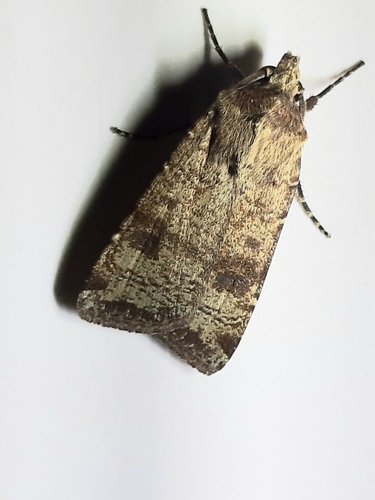 Crescent Dart