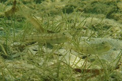 Valenciennea longipinnis