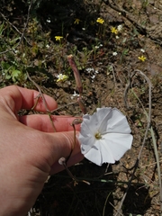 Convolvulus capensis