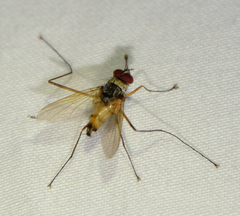 Cholomyia inaequipes