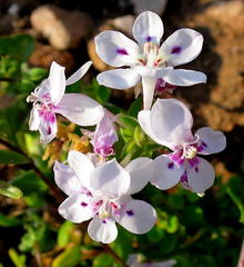 Lapeirousia pyramidalis pyramidalis