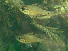 Ostorhinchus norfolcensis