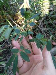 Senna pendula glabrata