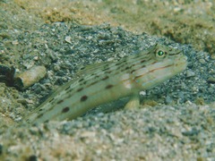 Valenciennea longipinnis