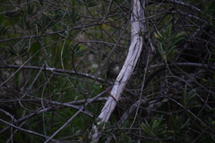 Acanthiza pusilla