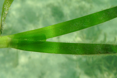 Thalassia hemprichii