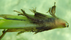 Thalassia hemprichii