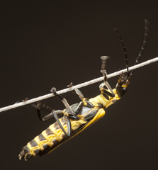 Chauliognathus flavipennis