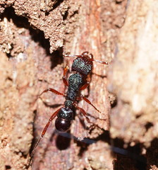 Rhytidoponera aspera