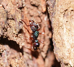 Rhytidoponera aspera