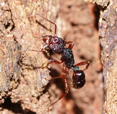 Rhytidoponera aspera